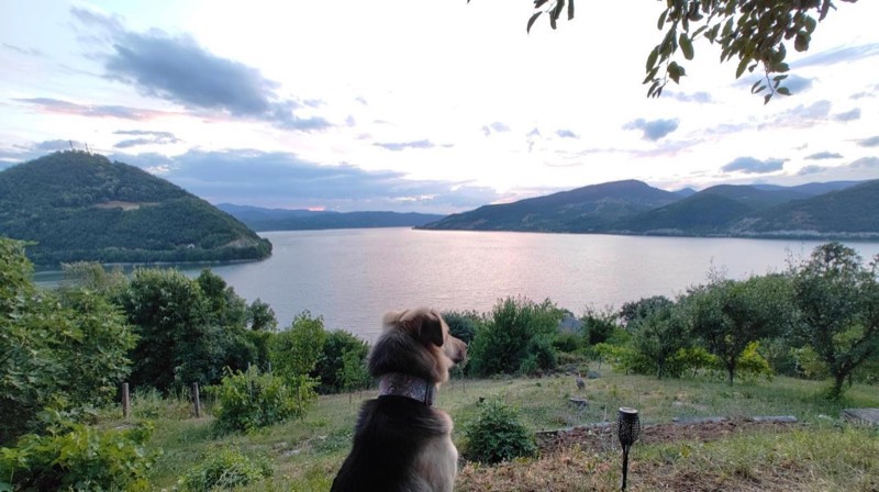 A dog sits in the garden looking out over the Danube, evening sky