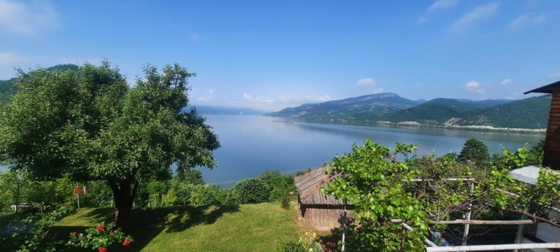 Wide view from the garden across the Danube on a clear day, a fruit tree and vine leaves in the foreground